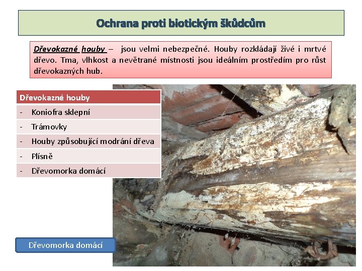 Ochrana proti biotickým škůdcům Dřevokazné houby – jsou velmi nebezpečné. Houby rozkládají živé i