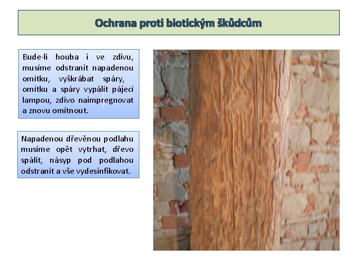 Ochrana proti biotickým škůdcům Bude-li houba i ve zdivu, musíme odstranit napadenou omítku, vyškrábat