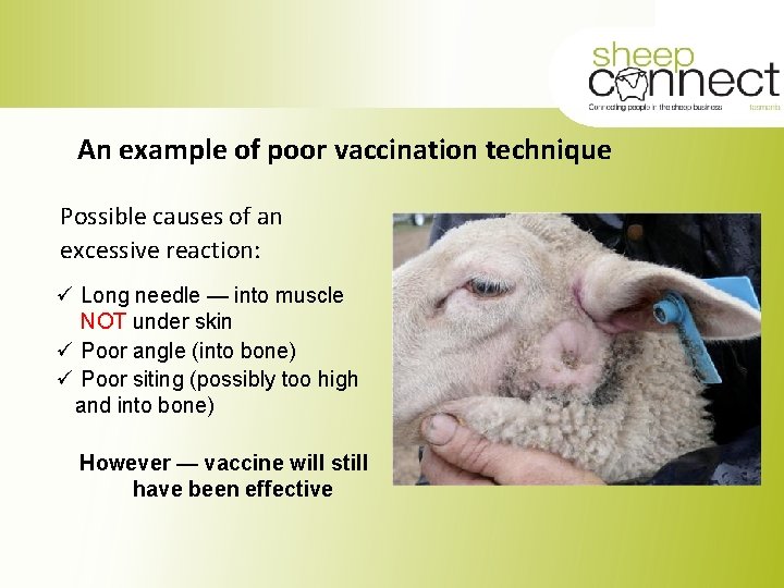 An example of poor vaccination technique Possible causes of an excessive reaction: ü Long