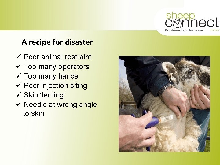 A recipe for disaster ü Poor animal restraint ü Too many operators ü Too