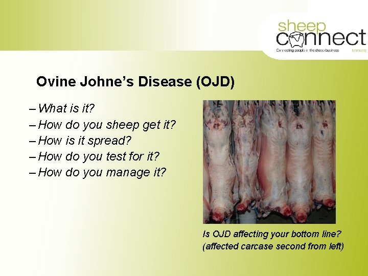 Ovine Johne’s Disease (OJD) – What is it? – How do you sheep get