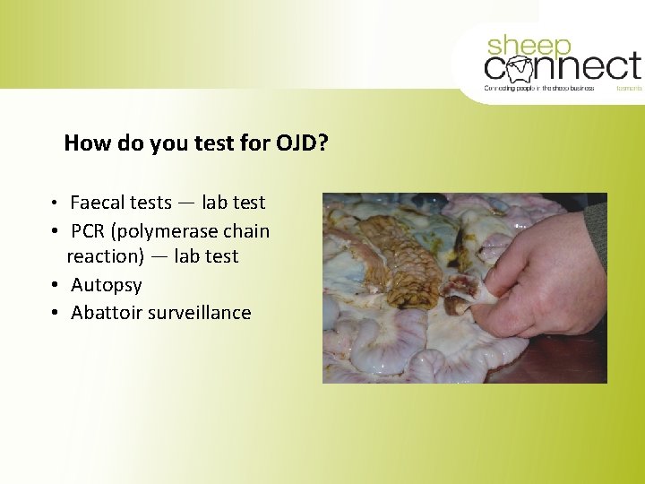 How do you test for OJD? • Faecal tests — lab test • PCR