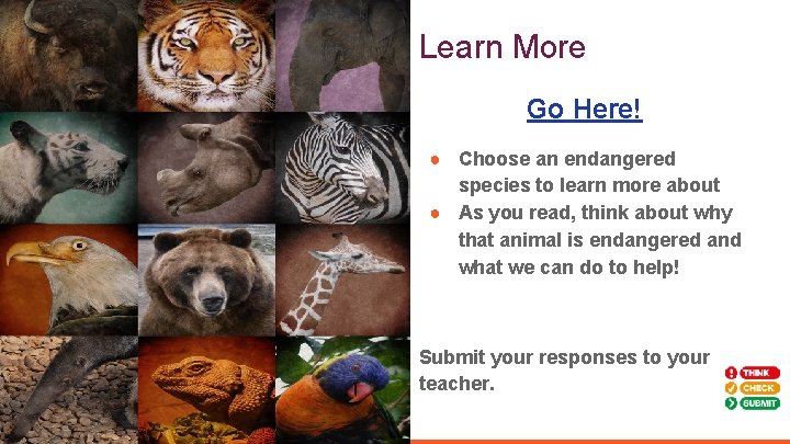 Learn More Go Here! ● Choose an endangered species to learn more about ● Learn More Go Here! ● Choose an endangered species to learn more about ●