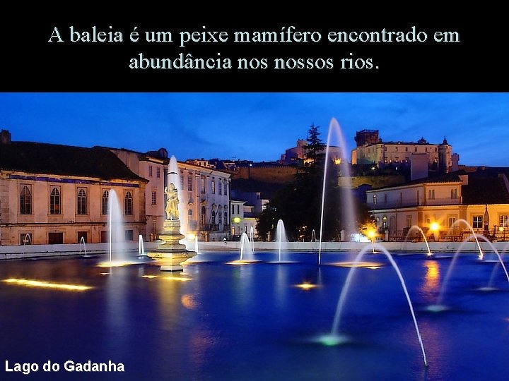 A baleia é um peixe mamífero encontrado em abundância nossos rios. Lago do Gadanha