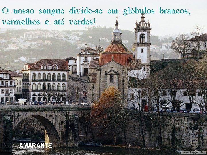 O nosso sangue divide-se em glóbulos brancos, vermelhos e até verdes! AMARANTE 