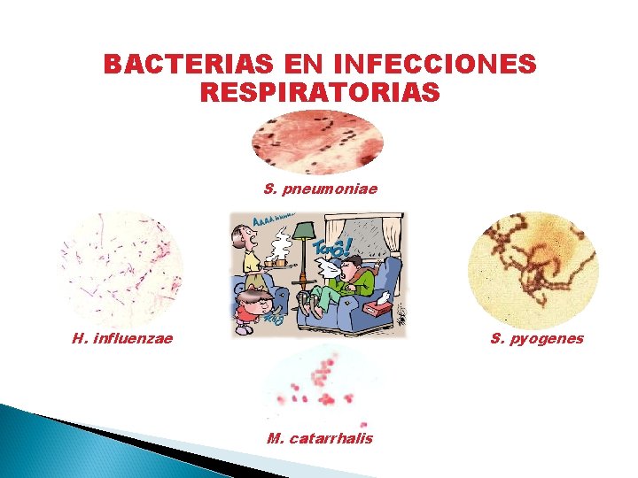 BACTERIAS EN INFECCIONES RESPIRATORIAS S. pneumoniae H. influenzae S. pyogenes M. catarrhalis 