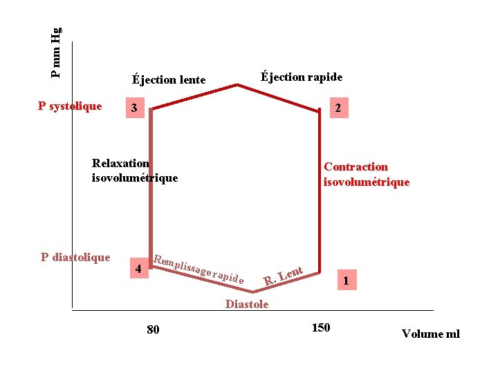 P mm Hg Éjection rapide Éjection lente P systolique 3 2 Relaxation isovolumétrique P
