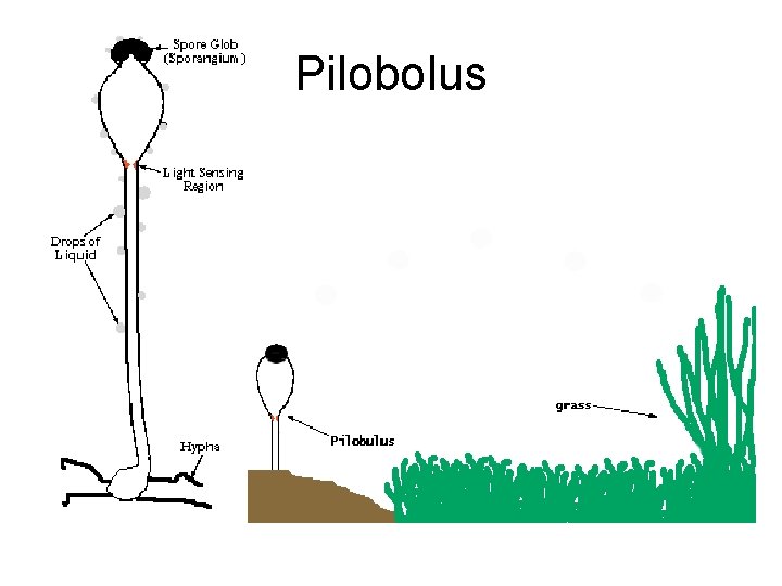 Pilobolus Pilobolus