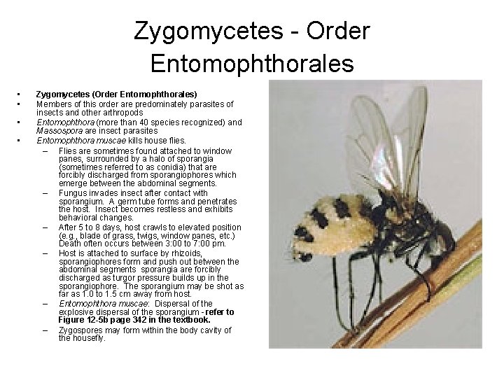 Zygomycetes - Order Entomophthorales • • Zygomycetes (Order Entomophthorales) Members of this order are Zygomycetes - Order Entomophthorales • • Zygomycetes (Order Entomophthorales) Members of this order are