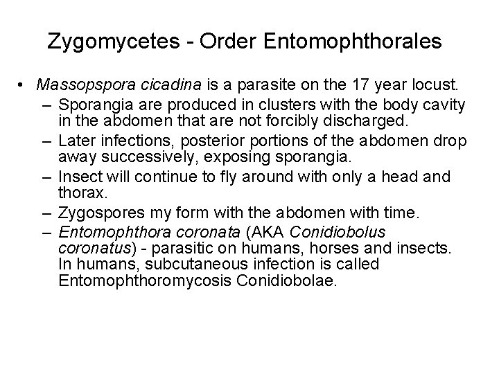 Zygomycetes - Order Entomophthorales • Massopspora cicadina is a parasite on the 17 year Zygomycetes - Order Entomophthorales • Massopspora cicadina is a parasite on the 17 year