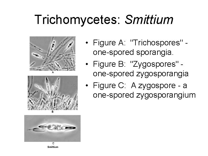 Trichomycetes: Smittium • Figure A: "Trichospores" - one-spored sporangia. • Figure B: "Zygospores" - Trichomycetes: Smittium • Figure A: "Trichospores" - one-spored sporangia. • Figure B: "Zygospores" -