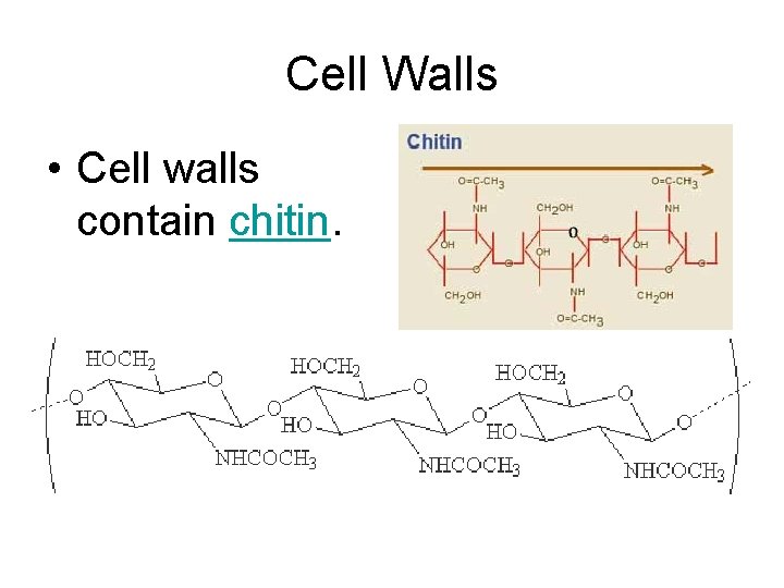 Cell Walls • Cell walls contain chitin. Cell Walls • Cell walls contain chitin.