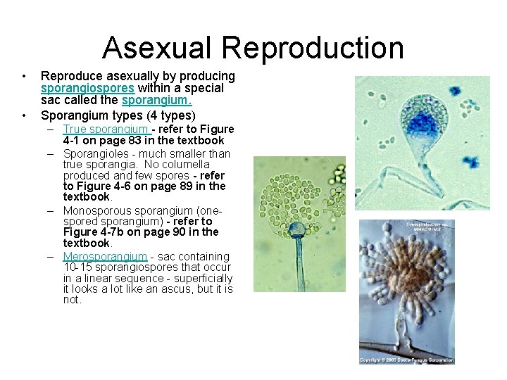 Asexual Reproduction • • Reproduce asexually by producing sporangiospores within a special sac called Asexual Reproduction • • Reproduce asexually by producing sporangiospores within a special sac called