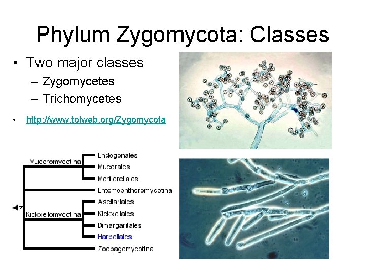 Phylum Zygomycota: Classes • Two major classes – Zygomycetes – Trichomycetes • http: //www. Phylum Zygomycota: Classes • Two major classes – Zygomycetes – Trichomycetes • http: //www.