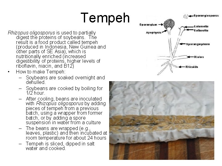Tempeh Rhizopus oligosporus is used to partially digest the proteins of soybeans. The result Tempeh Rhizopus oligosporus is used to partially digest the proteins of soybeans. The result