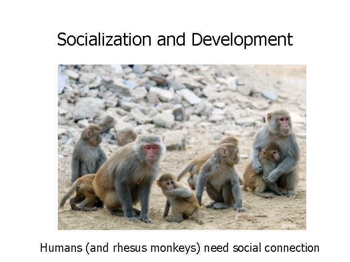 Socialization and Development Humans (and rhesus monkeys) need social connection 