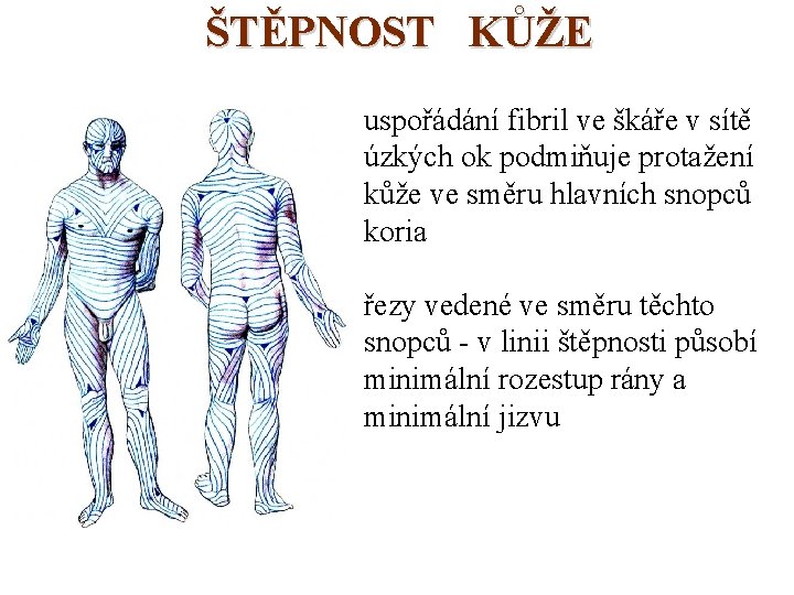 ŠTĚPNOST KŮŽE uspořádání fibril ve škáře v sítě úzkých ok podmiňuje protažení kůže ve