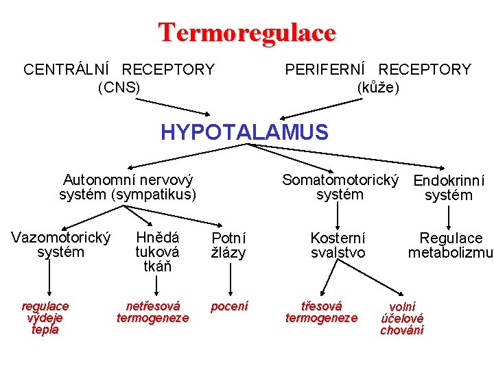 Termoregulace CENTRÁLNÍ RECEPTORY (CNS) PERIFERNÍ RECEPTORY (kůže) HYPOTALAMUS Autonomní nervový systém (sympatikus) Vazomotorický systém