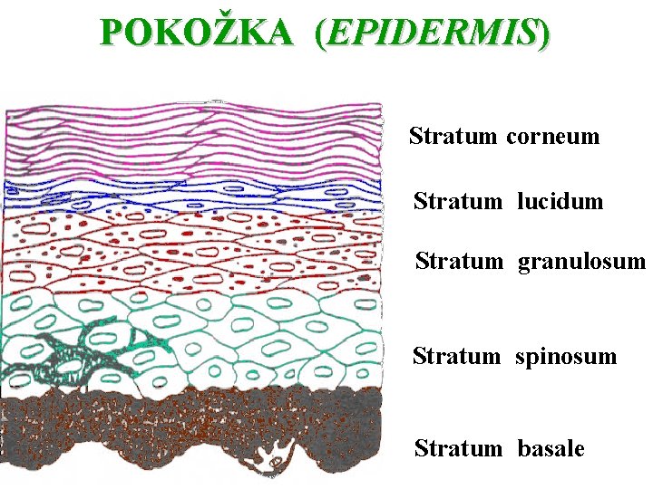 POKOŽKA (EPIDERMIS) Stratum corneum Stratum lucidum Stratum granulosum Stratum spinosum Stratum basale 