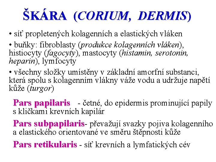 ŠKÁRA (CORIUM, DERMIS) • síť propletených kolagenních a elastických vláken • buňky: fibroblasty (produkce