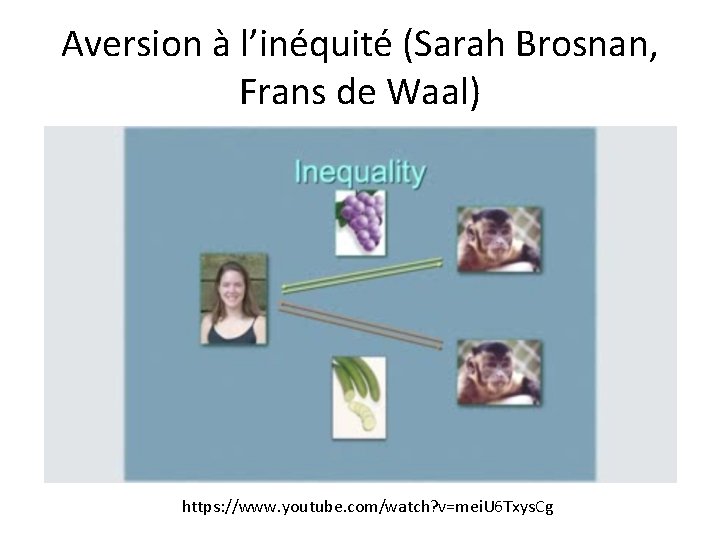 Aversion à l’inéquité (Sarah Brosnan, Frans de Waal) https: //www. youtube. com/watch? v=mei. U Aversion à l’inéquité (Sarah Brosnan, Frans de Waal) https: //www. youtube. com/watch? v=mei. U