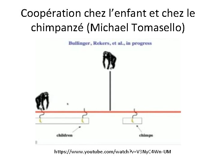 Coopération chez l’enfant et chez le chimpanzé (Michael Tomasello) https: //www. youtube. com/watch? v=V Coopération chez l’enfant et chez le chimpanzé (Michael Tomasello) https: //www. youtube. com/watch? v=V
