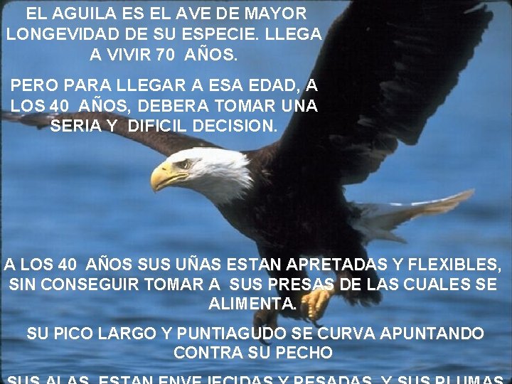 EL AGUILA ES EL AVE DE MAYOR LONGEVIDAD DE SU ESPECIE. LLEGA A VIVIR
