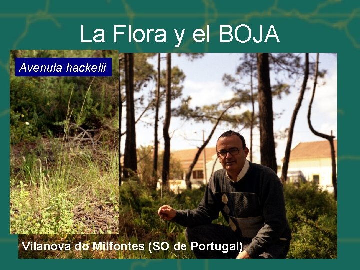 La Flora y el BOJA Avenula hackelii Vilanova do Milfontes (SO de Portugal) 