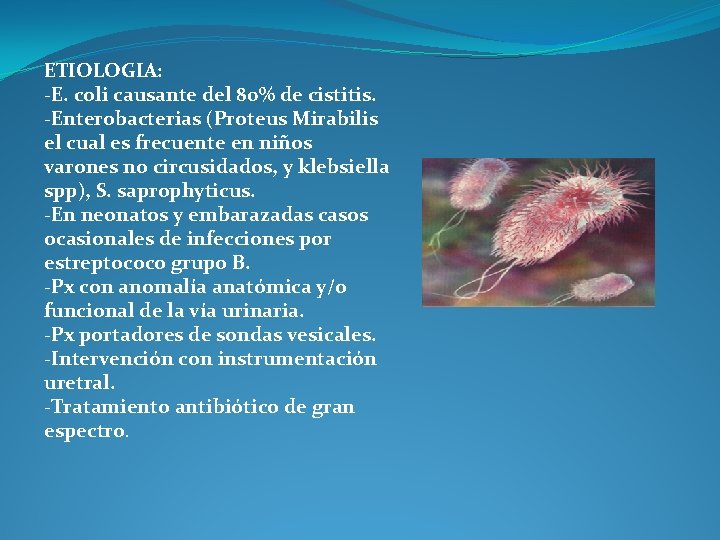 ETIOLOGIA: -E. coli causante del 80% de cistitis. -Enterobacterias (Proteus Mirabilis el cual es