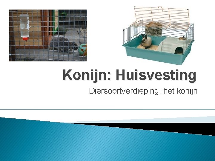 Konijn: Huisvesting Diersoortverdieping: het konijn 