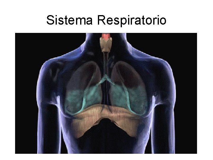 Sistema Respiratorio 