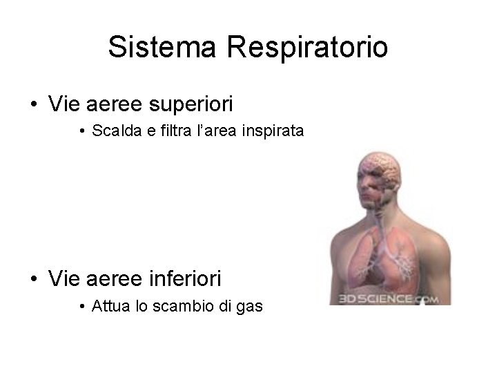 Sistema Respiratorio • Vie aeree superiori • Scalda e filtra l’area inspirata • Vie