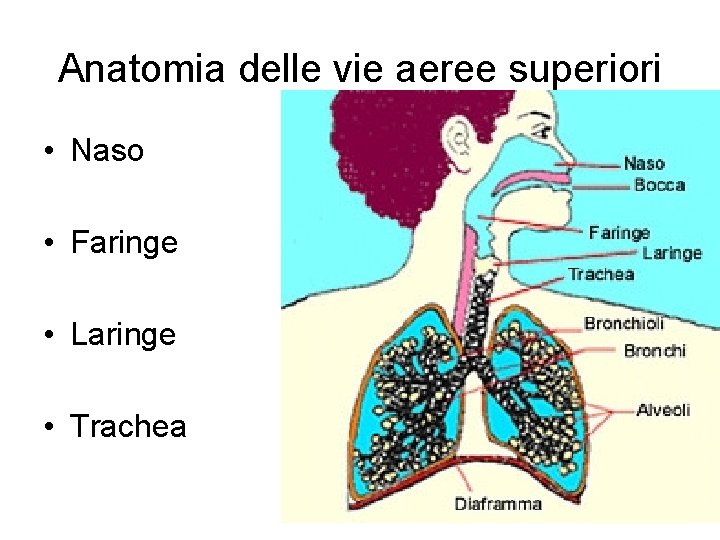 Anatomia delle vie aeree superiori • Naso • Faringe • Laringe • Trachea 