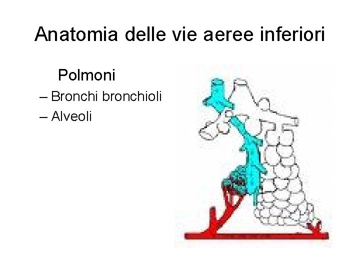 Anatomia delle vie aeree inferiori Polmoni – Bronchi bronchioli – Alveoli 