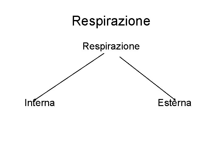 Respirazione Interna Esterna 