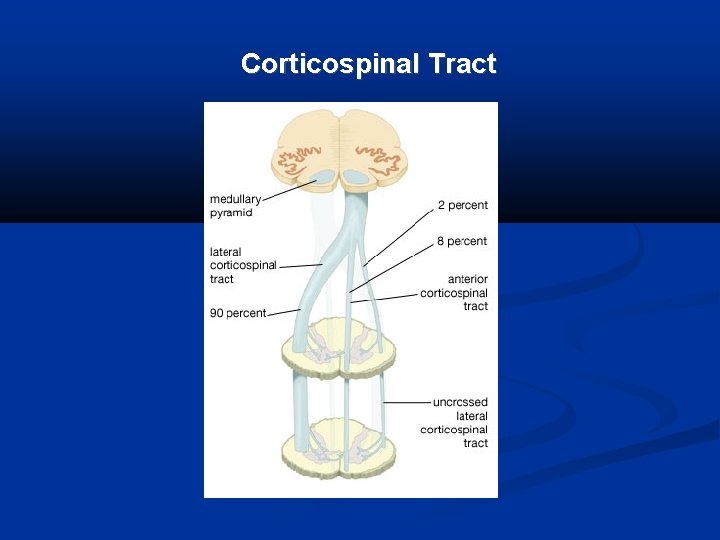 Corticospinal Tract 