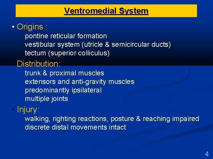 Ventromedial System • Origins : pontine reticular formation vestibular system (utricle & semicircular ducts)