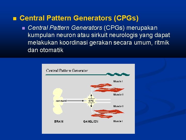  Central Pattern Generators (CPGs) merupakan kumpulan neuron atau sirkuit neurologis yang dapat melakukan