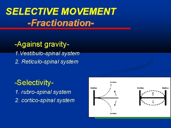 SELECTIVE MOVEMENT -Fractionation-Against gravity 1. Vestibulo-spinal system 2. Reticulo-spinal system -Selectivity 1. rubro-spinal system