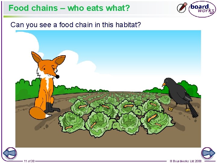 Food chains – who eats what? Can you see a food chain in this
