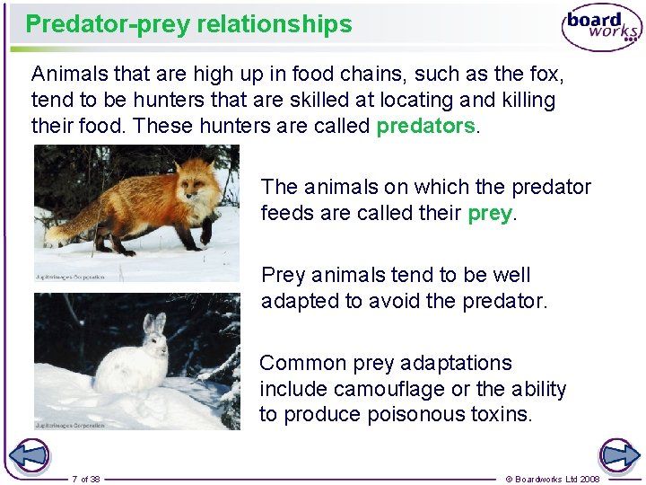 Predator-prey relationships Animals that are high up in food chains, such as the fox,