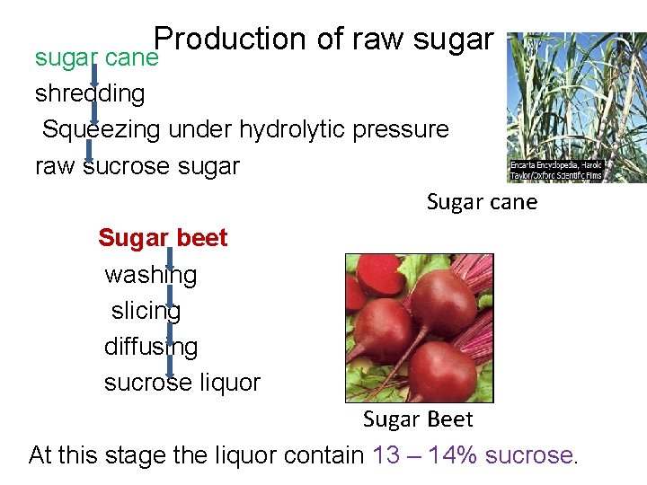 Production of raw sugar cane shredding Squeezing under hydrolytic pressure raw sucrose sugar Sugar