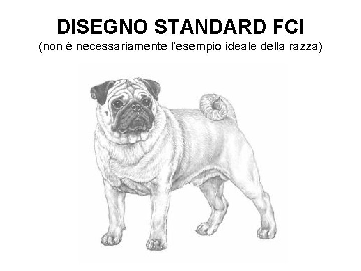 DISEGNO STANDARD FCI (non è necessariamente l’esempio ideale della razza) 