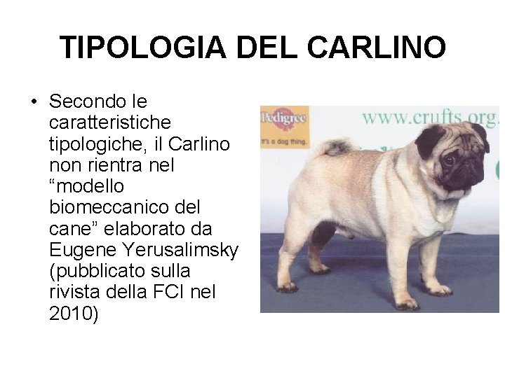 TIPOLOGIA DEL CARLINO • Secondo le caratteristiche tipologiche, il Carlino non rientra nel “modello