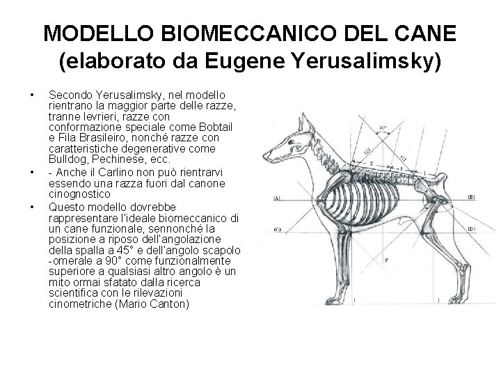 MODELLO BIOMECCANICO DEL CANE (elaborato da Eugene Yerusalimsky) • • • Secondo Yerusalimsky, nel