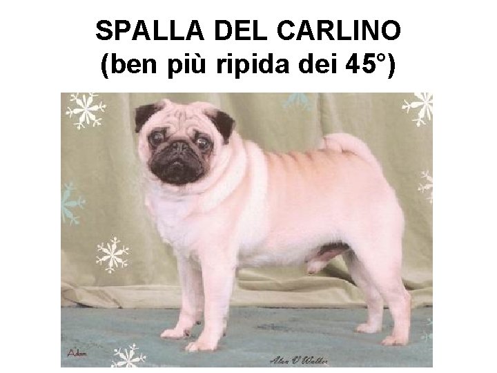 SPALLA DEL CARLINO (ben più ripida dei 45°) 