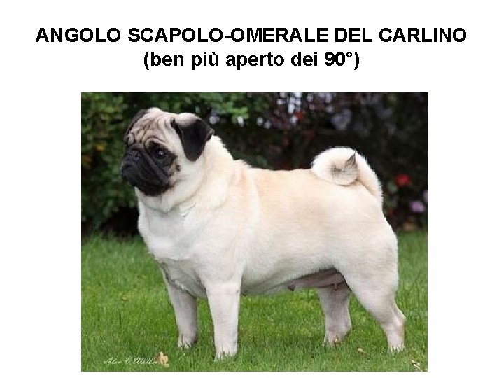 ANGOLO SCAPOLO-OMERALE DEL CARLINO (ben più aperto dei 90°) 