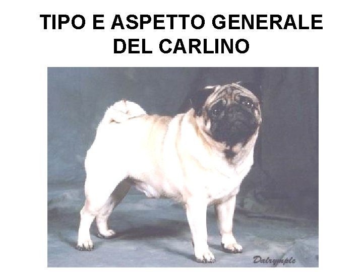 TIPO E ASPETTO GENERALE DEL CARLINO 