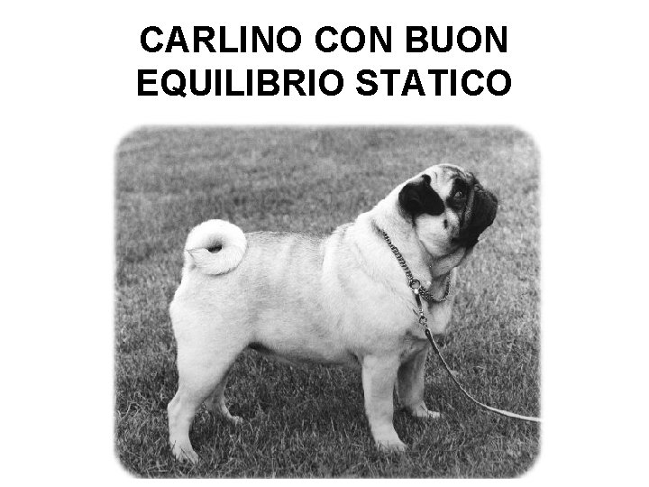 CARLINO CON BUON EQUILIBRIO STATICO 
