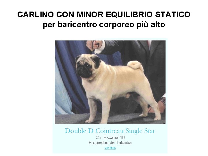 CARLINO CON MINOR EQUILIBRIO STATICO per baricentro corporeo più alto 